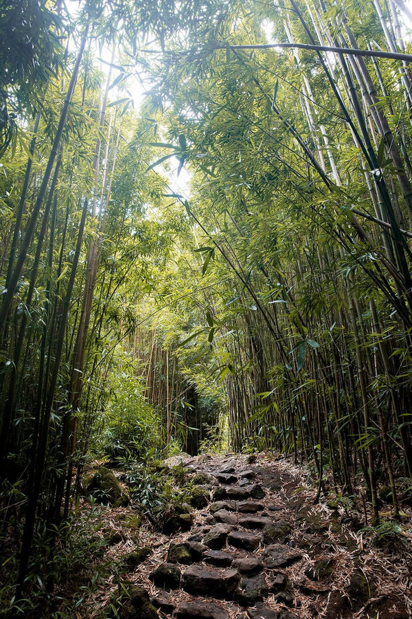Why Bamboo Socks Are the Ultimate Choice for Comfort and Sustainability - It's Pawfect